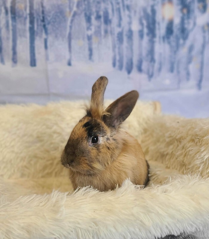 Picture of the Animal Listed